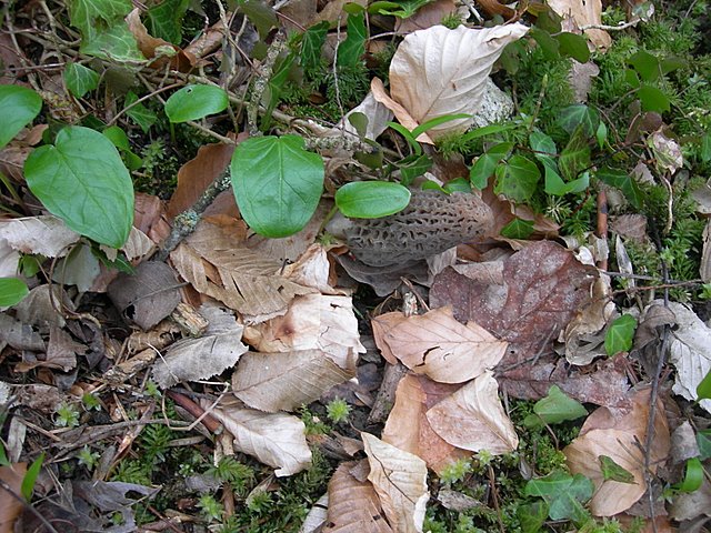 Il Tempo delle Morchelle